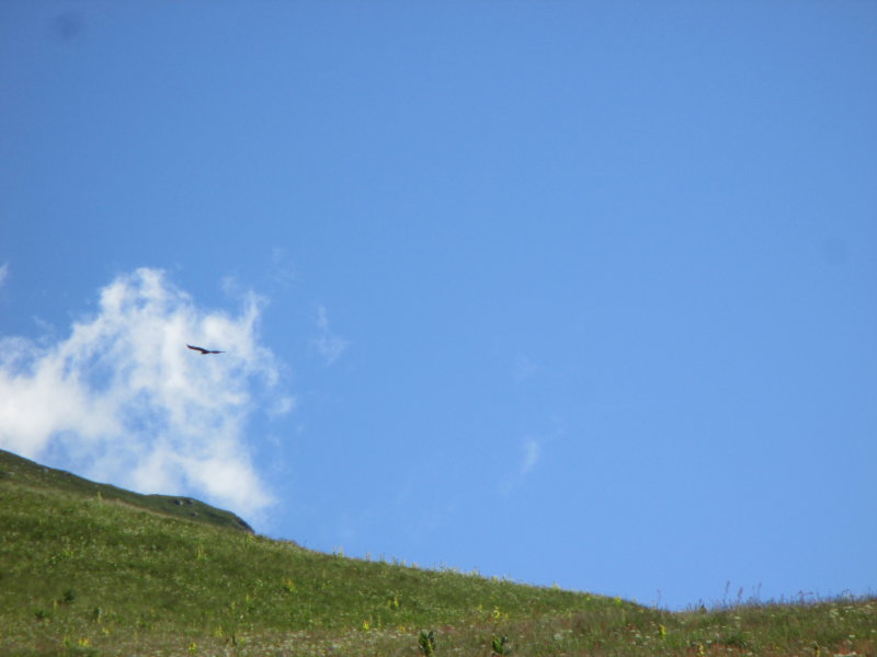 a 101 un rapace svolazza nei dintorni..._1_1.jpg