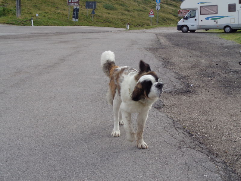 1.Accoglienza.Canina.JPG