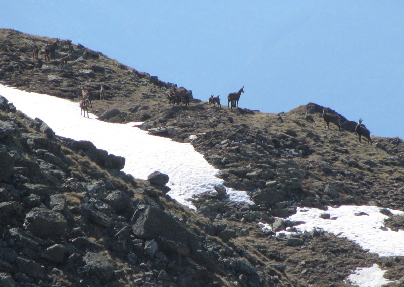 IMG_4836 gruppo di camosci_1.JPG