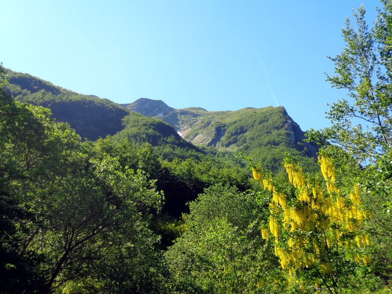 1.L'Alpe fra i maggiociondoli.JPG